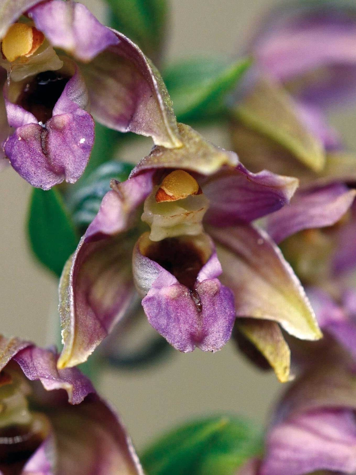 Ontdek de wereld van wilde orchideeën