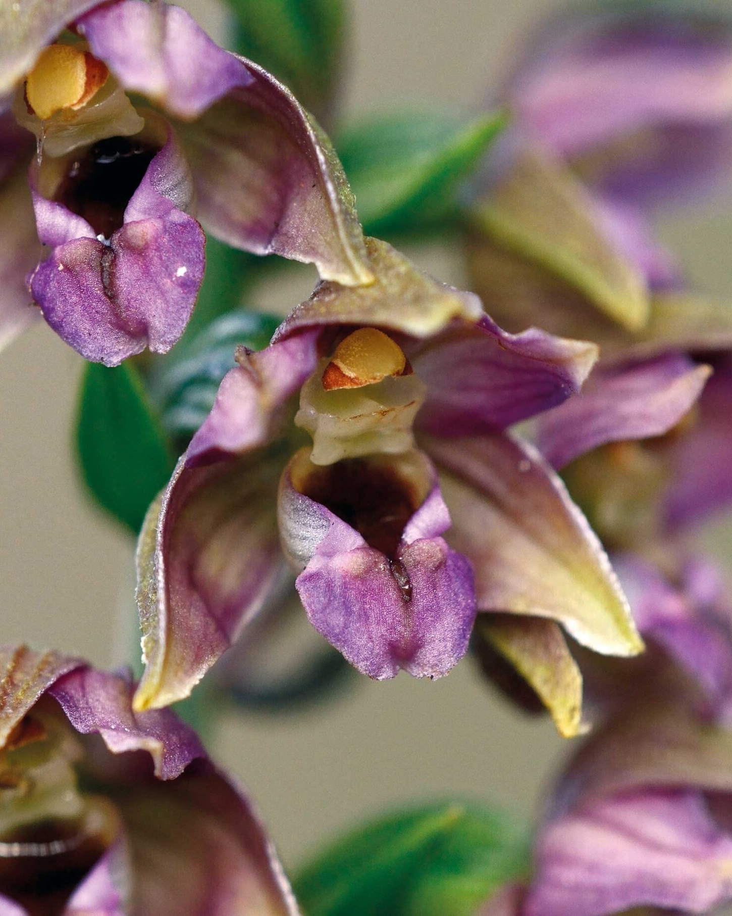 Ontdek de wereld van wilde orchideeën