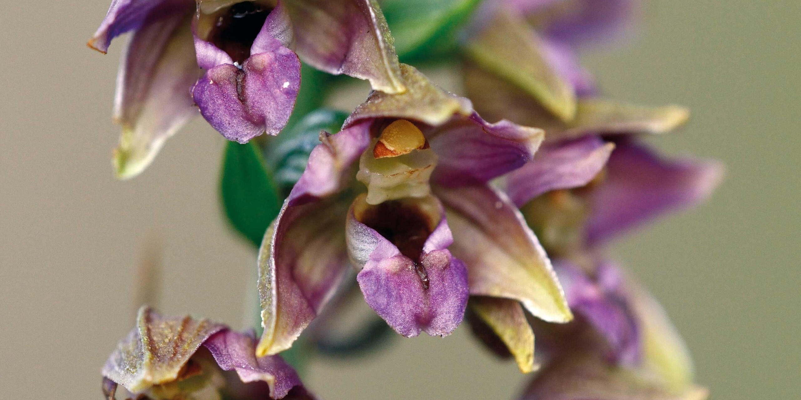 Ontdek de wereld van wilde orchideeën