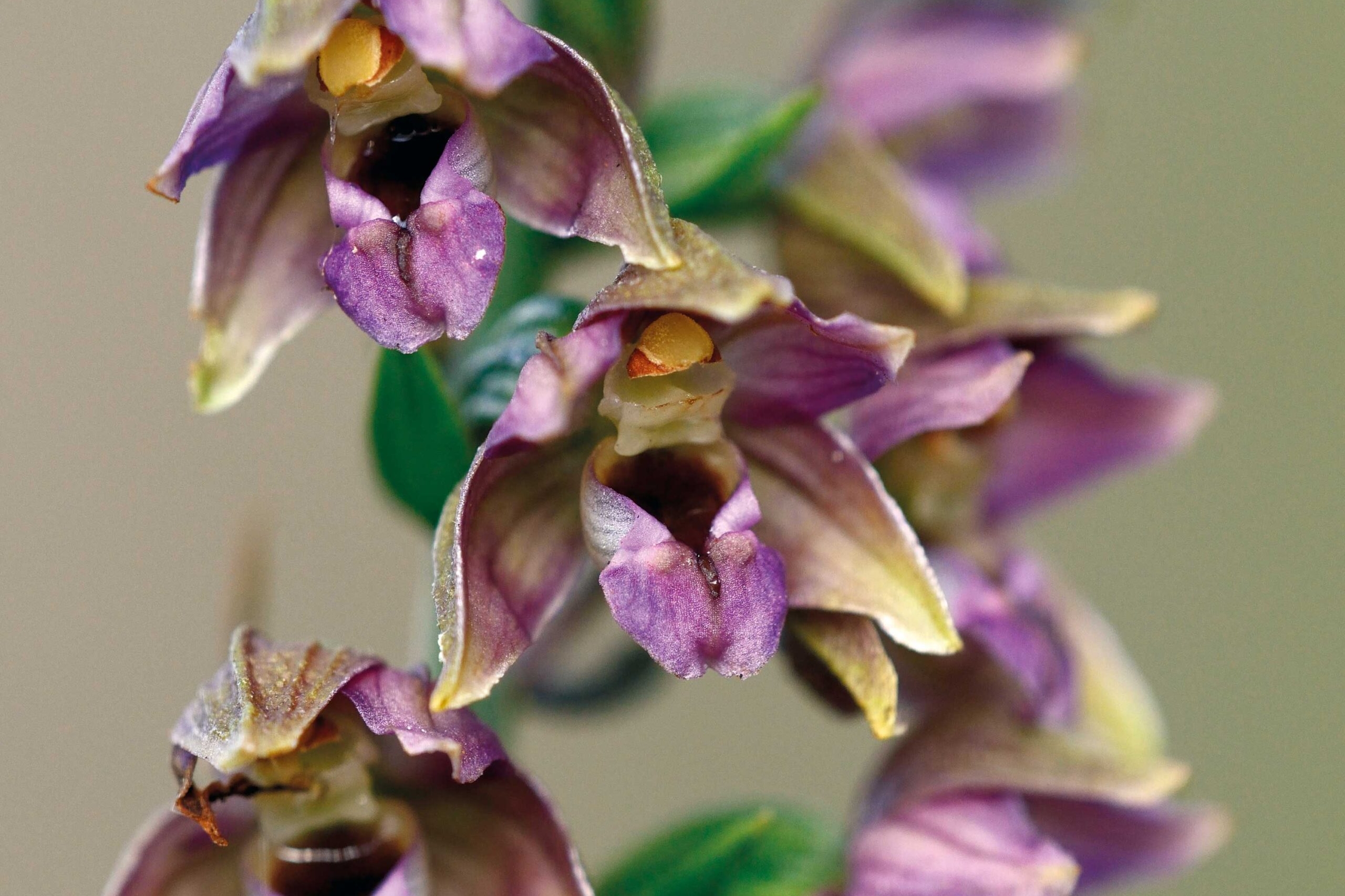 Ontdek de wereld van wilde orchideeën